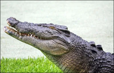 Quel est le cousin du crocodile ?