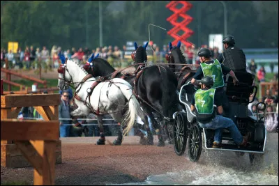 Quel terme correspond à la discipline équestre ?