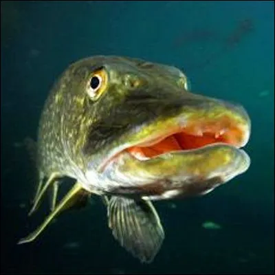 Quelle préparation culinaire peut être à base de brochet et accompagnée dune sauce nantua ?