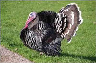 Chez le dindon la crise du rouge n'est pas une maladie mais un &eacute;tat d&eacute;ficient d&ucirc; &agrave; une crise de croissance correspondant &agrave; la pousse de caroncules (petites boursouflures de chair sur le cou ) vers l'&acirc;ge de 2 mois. Quelle plante faut-il lui donner pour qu'il fasse son rouge ?