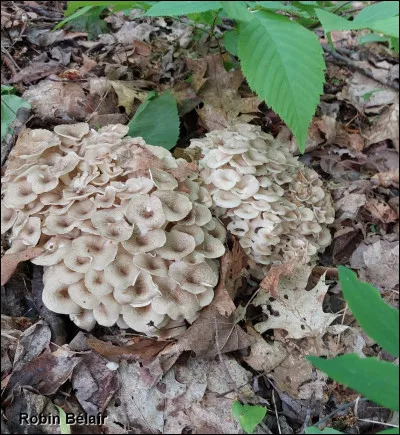 Ce champignon est un excellent comestible. Il possède de nombreux petits chapeaux circulaires, grisâtres à brunâtres. Sa face poroïde est blanche lorsqu'il est frais, et il présente des ramifications individuelles centrées qui se fusionnent pour former une base commune. Il pousse à partir d'un sclérote.