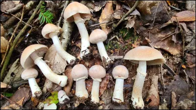 Le chapeau mesure de 5 à 15 cm de diamètre, de couleur fauve jaunâtre et il est poudreux au centre, surtout par temps sec. Les lames sont adnées, de couleur crème à brunâtre. Le pied est robuste. Son voile partiel laisse un anneau sur le pied. Sa sporée est brun rouille et il pousse principalement sur le sol des sapinières à bouleaux.