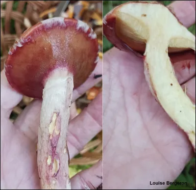 Son chapeau est orné de gros flocons gris rougeâtre à brun rougeâtre. Sa marge est souvent appendiculée de restes vélaires visqueux. Son pied présente généralement un anneau glutineux qui vient du voile partiel rouge vin. Ses pores sont anguleux et allongés. Il est mycorhizien sur sol sous mélèzes.