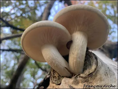 Ce champignon se distingue par son chapeau blanchâtre à crème chamois, souvent très large, qui devient craquelé et aréolé avec l'âge. Son chapeau n'est pas guttulé. Ses lames sont adnexées à sinuées, décurrentes en filet. Il pousse sur du bois, surtout sur l'érable à Giguère (A. negundo), mais on peut aussi le trouver sur d'autres feuillus. C'est un excellent comestible.