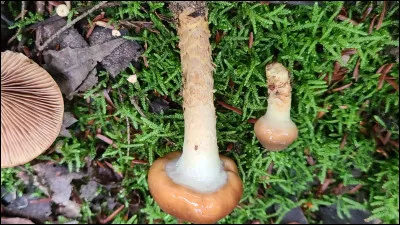 Ce champignon se distingue par son chapeau blanch&acirc;tre &agrave; cr&egrave;me chamois, souvent tr&egrave;s large, qui devient craquel&eacute; et ar&eacute;ol&eacute; avec l'&acirc;ge. Son chapeau n'est pas guttul&eacute;. Ses lames sont adnex&eacute;es &agrave; sinu&eacute;es, d&eacute;currentes en filet. Il pousse sur du bois, surtout sur l'&eacute;rable &agrave; Gigu&egrave;re (A. negundo), mais on peut aussi le trouver sur d'autres feuillus. C'est un excellent comestible.