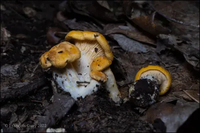 Ce champignon pousse sur le sol, sous des chênes et des hêtres. Son hyménophore est constitué de plis lamelliformes. Il se distingue par ses grands basidiomes lourds, qui se tachent rapidement de brun ochracé lorsqu'ils sont froissés, sa sporée est teintée de rose saumon et son pied est blanc et épais.