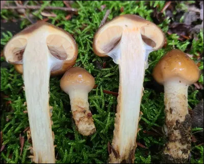 Ce champignon mycorhizien pousse sur le sol sous des peupliers. Son chapeau est glutineux et brun rougeâtre. Ses lames sont adnées et sa sporée est brun rouille. Il possède un voile général glutineux et une cortine. Son odeur et sa saveur sont indistinctes. Il y a encore du travail à faire dans ce groupe. Pour l'instant, on l'appelle...
