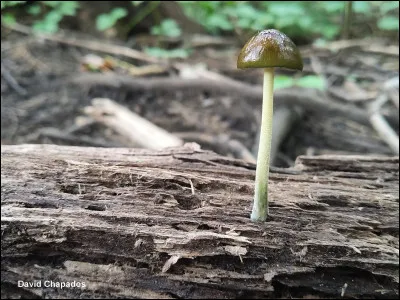 Quand ce champignon est jeune, ses lames sont d'un bleu lilas et son chapeau, d'un vert aqua, et est très fragile. Le chapeau est visqueux lorsqu'il est frais, souvent ridé et réticulé. Sa sporée est brune. Il pousse sur du bois en décomposition de feuillus.