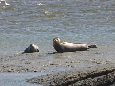 Où peut-on voir des phoques dans le Cotentin ?