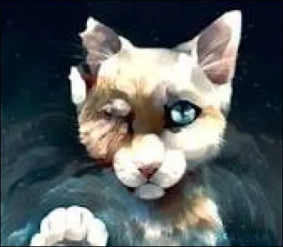 Imagine-toi que tu es un guerrier du Clan de la Rivi&egrave;re. Que fais-tu si tu vois un chat du Clan du Tonnerre en train de se noyer dans un ruisseau de ton territoire ?