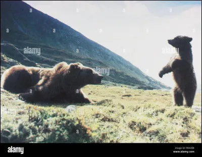 "L'Ours" est un long-métrage réalisé par Jean-Jacques Beineix.