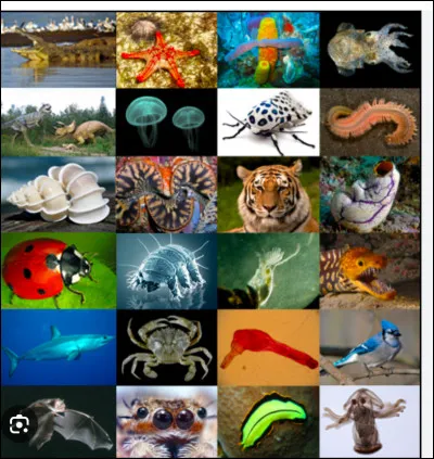 Quel animal est ton préféré ?