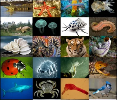 Quels sont tes animaux préférés ?