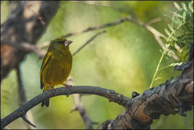 L'ancien nom de l'officier des eaux et forêts, c'était...