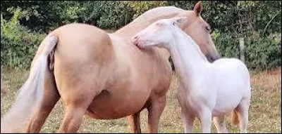 Comment se nomment les différents sexes de chevaux dans l'ordre de : femelle/mâle/petit