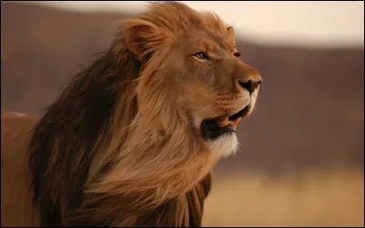 Et quelle est, à peu près, son espérance de vie ?