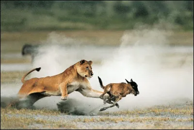 Chez les lions, qui chasse le plus souvent ?