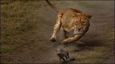 Et à quel moment de la journée chassent-elles ?