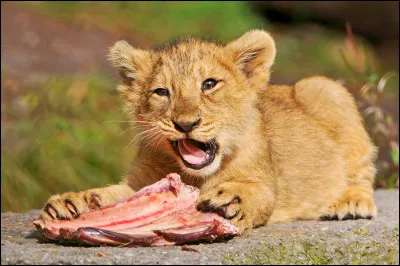 Combien le lion peut-il avaler de viande en un seul repas ?