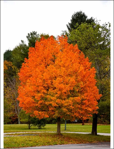 Quel est le pays maître de l'érable ?