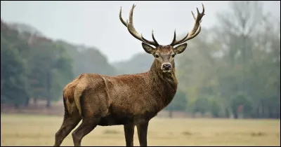 Je suis un animal qui porte plusieurs robes. Chez les romains, j'étais parfois si sacré que j'avais ma chambre à moi tout seul ! On m'admire lors de concours de beauté et je suis très varié. Je prends de la place, mais quand on aime, on ne compte pas !
(L'image n'a aucun rapport.)