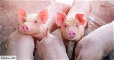 Dans la famille des cochons, lequel s'appelle "nourrain" ?