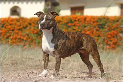 Quelle est cette race ?