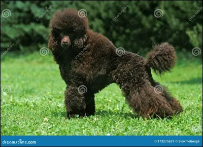 Quelle est cette race ?