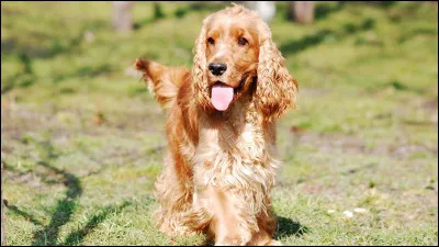 Quelle est cette race ?