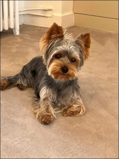 Quelle est cette race ?