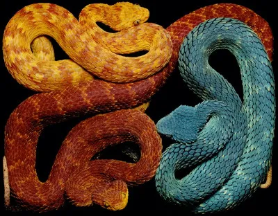 Parmi ces monstres lequel n'a pas un corps de serpent ?