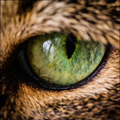 Entre ces animaux, lequel préfères-tu ?