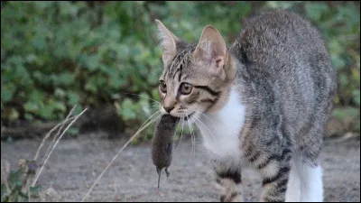 Les chats étaient obligatoires pour chasser les rongeurs pendant plusieurs siècles