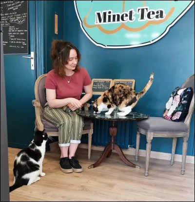 Le premier bar à chats ouvre :