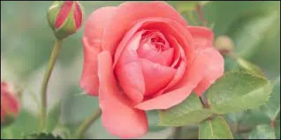 Que penses-tu de cette couleur ? 6/10