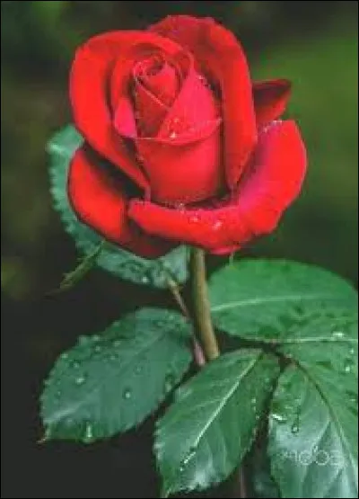 Que penses-tu de cette couleur ? 7/10