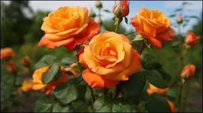 Que penses-tu de cette couleur ? 5/10