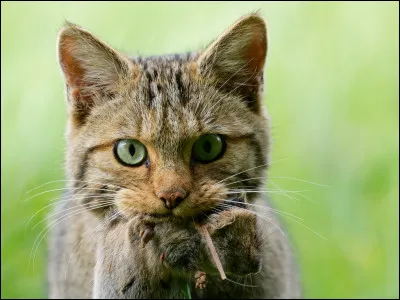 Est-il un bon chasseur, même à découvert ?