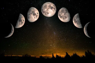 Votre chat rentre-t-il chez vous au moins la nuit ?