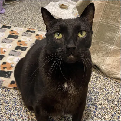 Quel est le caractère de votre chat ?