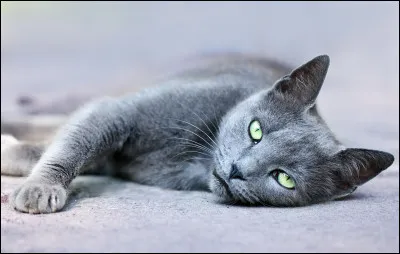 Comment est votre chat, physiquement ?