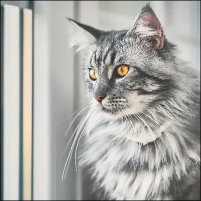 De quelle longueur sont ses poils ?