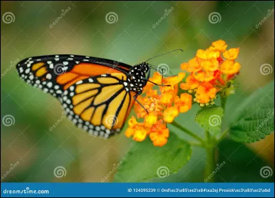 Action de voler (1) ; ensemble des mouvements coordonnés faits par les animaux capables de se maintenir et de se déplacer en l'air.