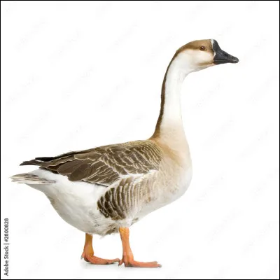 Chacun des appendices qui recouvrent la peau des oiseaux, formé d'un axe (tube) et de barbes latérales, fines et serrées
Oiseau palmipède, au long cou, dont une espèce est domestiquée