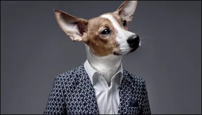 Comment se nomme le professeur Animagus ?