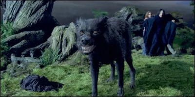 Quel est le surnom de Sirius ?