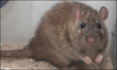 Comment se nomme le rat de Ron ?