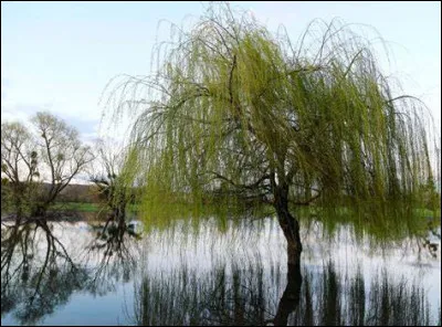 Par les champs inondés, comment se déplace Anne Sylvestre ?