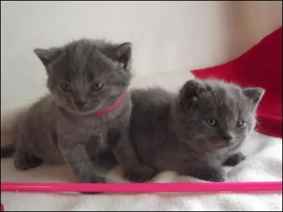 Ta race de chat favorite est :