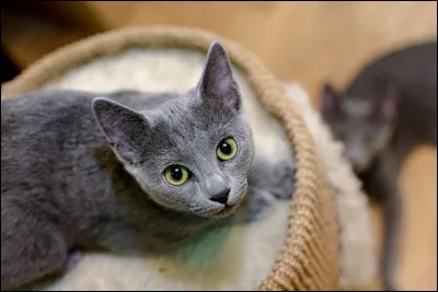 Comment voudrais-tu que ton pelage soit ?